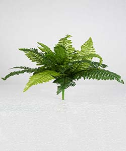 40CM BOSTON FERN BUSH