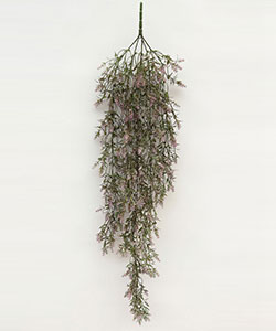 99CM LYSIMACHIA HANGING BUSH