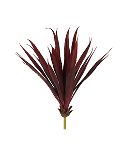 MAROON AGAVE