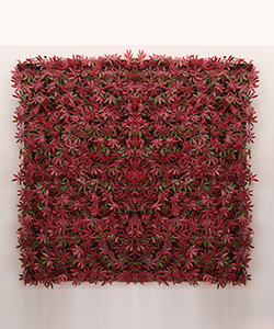 RED MAPLE VERTICAL GARDEN 100X100CM(OUTDOOR)