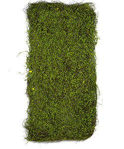 MINI LEAF MOSS PLATE 40X95