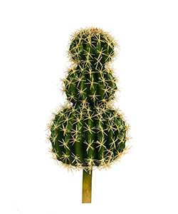 TRIPLE TOP CACTUS 40CM