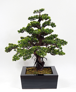 85CM PODOCARPUS BONSAI