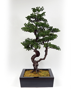 125CM PINA BONSAI