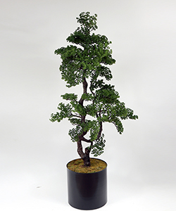 176CM PINA BONSAI