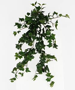 ENGLISH IVY BUSH - HEDERA 80CM