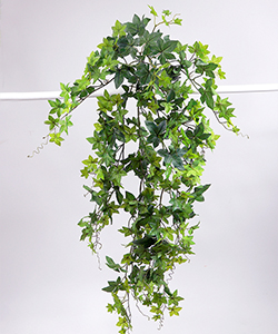 110CM Ivy