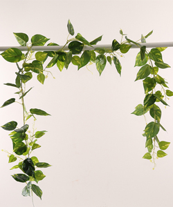 200CM GARLAND POTHOS Ivy