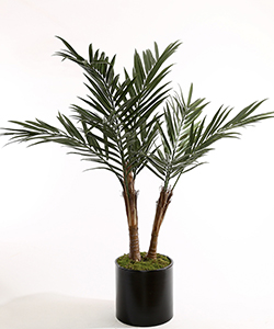 180CM UV KENTIA PALM