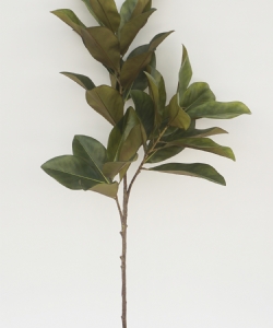 120CM MAGNOLIA